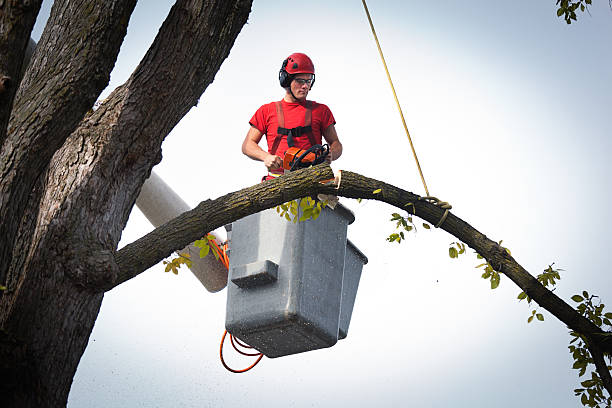 Reliable Corona, CA Tree Services Solutions